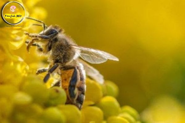Giải mã giấc mơ thấy tổ ong – mơ bị ong đốt đánh con gì?