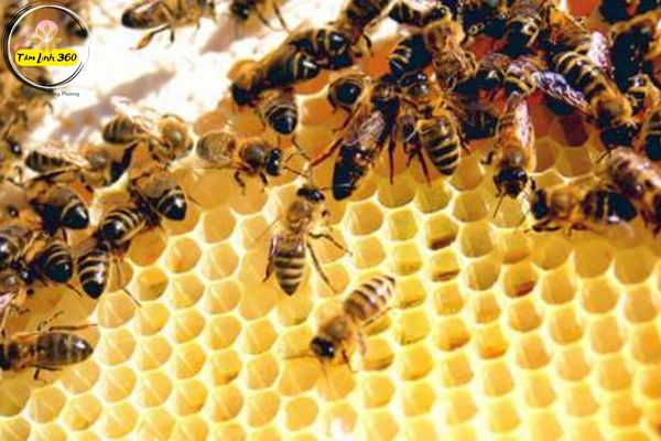 giai ma mo thay to ong