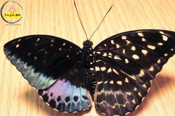 Lý giải điềm báo bươm bướm bay vào nhà – Có nên đuổi không?