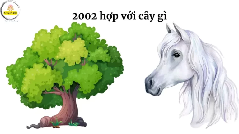 2002 hop voi cay gi