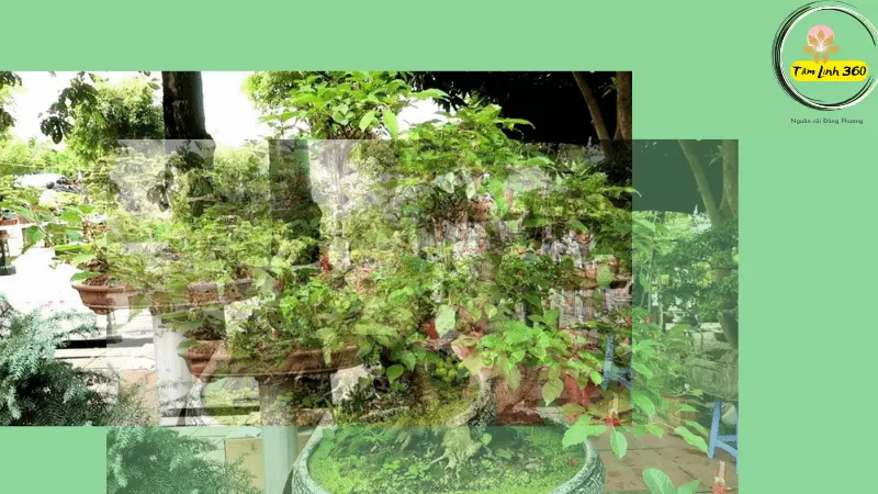Cây Sung bonsai – Ý nghĩa, cách trồng & mẹo tạo dáng cây đẹp