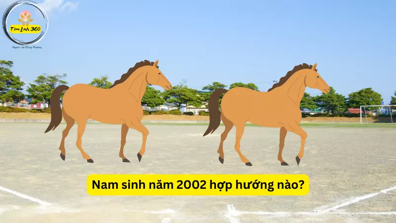 sinh nam 2002 hop huong nao