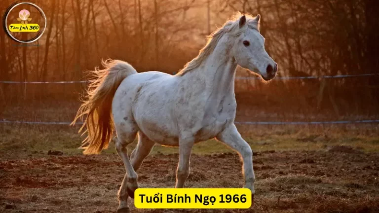 tuoi ngo 1966 hop so nao sim dien thoai nao dep