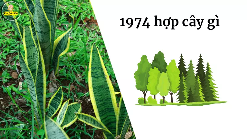 1974 hop cay gi