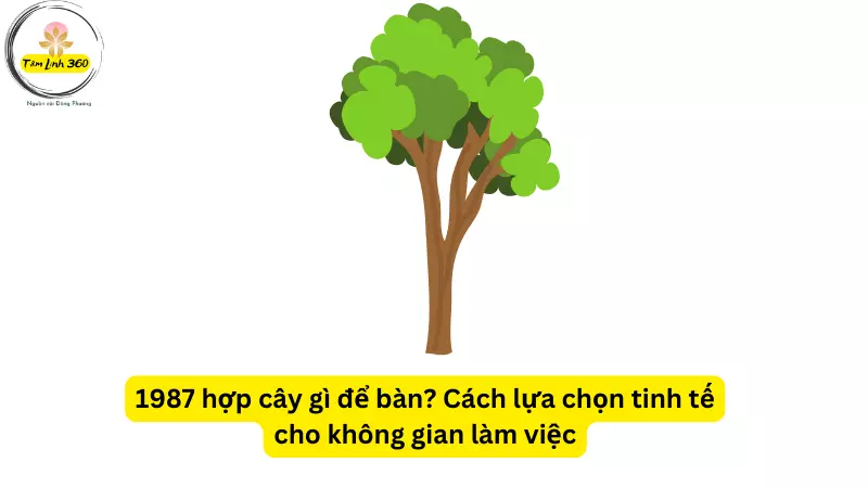 1987 hop cay gi de ban Cac lua chon tinh te cho khong gian lam viec