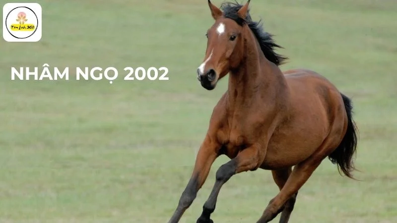 Nhâm ngọ 2002 mệnh mộc