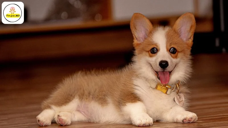 thang co hon khong nen mua thu cung Tháng cô hồn không nên mua thú cưng